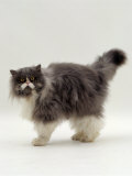 Domestic Cat, Blue Bicolour Persian Male Posters by Jane Burton