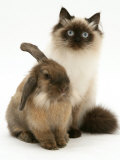 Young Birman-Cross Cat with Dwarf Lionhead Rabbit Posters par Jane Burton