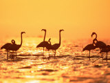 American Flamingos on Lake at Sunset, Yucatan, Mexico Prints by Lucasseck 