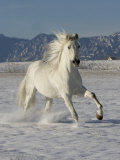 Carol Walker - Gray Andalusian Stallion, Cantering in Snow, Longmont, Colorado, USA - Afiş Carol Walker - Gray Andalusian Stallion, Cantering in Snow, Longmont, Colorado, USA - Afiş