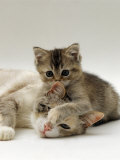 Domestic Cat, Silver Tortoiseshell-And-White Mother with Her 8-Week Tabby Kitten Playing Posters by Jane Burton
