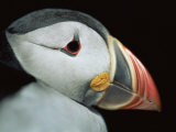Puffin Portrait, Runde, Norway Posters by Bence Mate