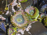 Aggregating Anemone, in Tidepool at Low Tide, Olympic National Park, Washington, USA Poster von Georgette Douwma