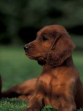 Irish / Red Setter Puppy Lying on Grass Posters par Adriano Bacchella