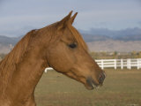 Chestnut Arabian Gelding Head Profile, Boulder, Colorado, USA Posters by Carol Walker