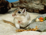Gerbils at Play Print by Steimer 