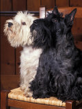 Domestic Dogs, West Highland Terrier / Westie Sitting on a Chair with a Black Scottish Terrier Posters by Adriano Bacchella