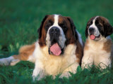 St. Bernard with Puppy in Grass Posters av Adriano Bacchella St. Bernard with Puppy in Grass Posters av Adriano Bacchella