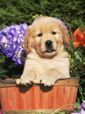 Golden Retriever Puppy in Bucket (Canis Familiaris) Illinois, USA Posters by Lynn M. Stone