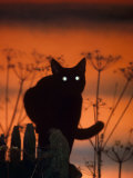 Black Domestic Cat, Silhoutte at Sunset with Eyes Reflecting Light Pôsters por Jane Burton Black Domestic Cat, Silhoutte at Sunset with Eyes Reflecting Light Pôsters por Jane Burton