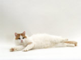Domestic Cat, Auburn / White Turkish Van Female Affiches par Jane Burton