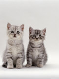 Domestic Cat, 7-Week, Two Silver Kittens Prints by Jane Burton
