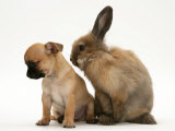 Chihuahua Puppy and Lionhead Rabbit Affiches par Jane Burton