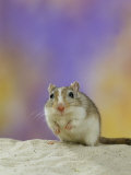 Gerbil Prints by Steimer 