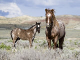 Wild Horses, Red Roan Stallion with Foal in Sagebrush-Steppe Landscape, Adobe Town, Wyoming, USA Prints by Carol Walker