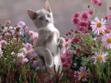 Lilac-And-White Burmese-Cross Kitten Standing on Rear Legs Among Pink Chrysanthemums and Heather Láminas por Jane Burton