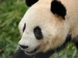 Giant Panda, Female Portrait Posters by Eric Baccega