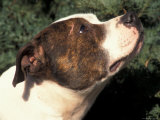 Staffordshire Bull Terrier Looking Up Stampe di Adriano Bacchella