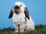 Lop-Eared Dwarf Rabbit Posters par Petra Wegner