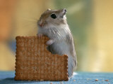 Gerbil Eating Biscuit Affiches par Steimer 