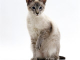 Domestic Cat, Blue Tabby-Point Siamese Male Sitting Posters by Jane Burton
