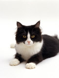 Domestic Cat, 6-Month Black-And-White Semi-Longhaired Female Affiches par Jane Burton