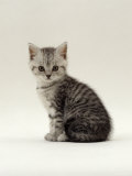 Domestic Cat, 6-Week, Silver Tabby Male Kitten Pôsters por Jane Burton Domestic Cat, 6-Week, Silver Tabby Male Kitten Pôsters por Jane Burton