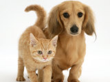 Cream Kitten with Cream Dapple Dachshund Puppy Affiches par Jane Burton