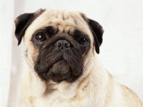Pug Dog Pósters por Steimer