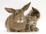 British Shorthair Brown Tabby Female Kitten Looking Inquisitivly at Young Agouti Rabbit Kunstdrucke von Jane Burton