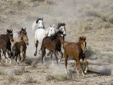 Herd of Wild Horses, Cantering Across Sagebrush-Steppe, Adobe Town, Wyoming, USA Affiches par Carol Walker