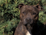 Staffordshire Bull Terrier Portrait Stampe di Adriano Bacchella