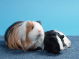 Sheltie Guinea Pig with Young Kunstdrucke von Petra Wegner