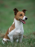 Jack Russell Terrier Posters by Petra Wegner