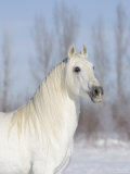 Grey Andalusian Stallion Head and Neck Portrait, Longmont, Colorado, USA Posters by Carol Walker