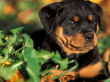 Rottweiler Puppy in Grass Poster by Adriano Bacchella