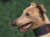 Fawn Whippet Wearing a Collar Poster by Adriano Bacchella
