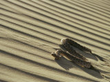 Sahara Horned Viper, Side Winding up Desert Sand Dune, Morocco Posters by James Aldred