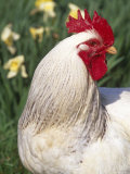 Domestic Chicken, Rooster Amongst Daffodils, USA Poster by Lynn M. Stone