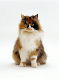 Domestic Cat, Tortoiseshell and White Female Sitting Posters par Jane Burton