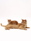 Domestic Cat, Red Female Kitten Sitting on Her Father Affiches par Jane Burton