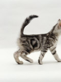 Domestic Cat, 8-Week, Silver Tabby Male Kitten Pôsters por Jane Burton Domestic Cat, 8-Week, Silver Tabby Male Kitten Pôsters por Jane Burton