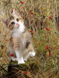 Domestic Cat, Tabby-Tortoiseshell Kitten Among Cocksfoot Grass, Horsetails and Rose Hips Láminas por Jane Burton