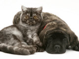 Smoke Exotic Kitten Curled up with Sleeping Brindle English Mastiff Puppy Affiches par Jane Burton