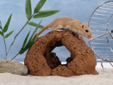 Gerbil at Play Print by Steimer 