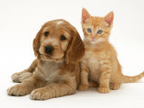 Golden Cocker Spaniel Puppy with Ginger Kitten Posters par Jane Burton