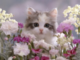 8-Week, Silver Tortoiseshell-And-White Kitten, Among Gillyflowers, Carnations and Meadowseed Kunstdrucke von Jane Burton