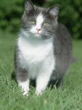 Pregnant Domestic Cat Posters by De Meester