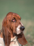 Head Portrait of Basset Hound Print by Petra Wegner