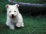 West Highland Terrier / Westie Puppy Walking Print by Adriano Bacchella